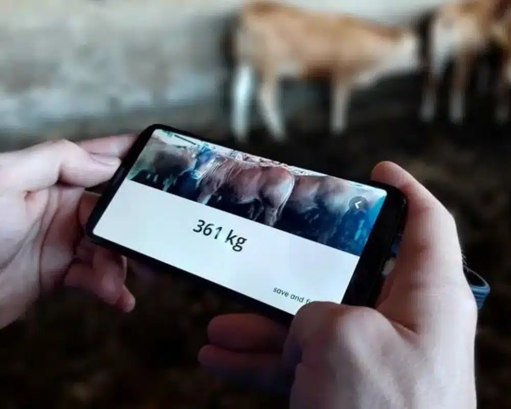 Aplicativo para pesar gado usando o celular